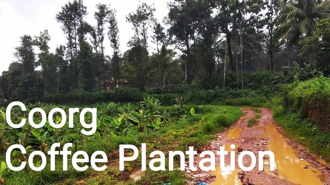 Coorg Coffee Plantation Stay| Coorg Tourism | Coorg Roadtrip from Bangalore| Kodagu Madikeri Tourism