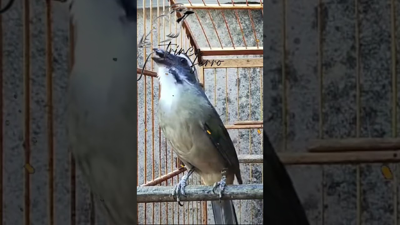 MELHOR V&Iacute;DEO PARA ESQUENTAR TRINCA FERRO FRIO ❄️❄️ #esquentatrincaferro #trincaferro