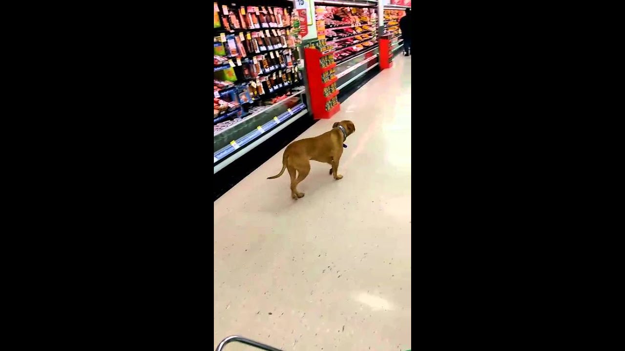Dog inside Countdown Eastgate