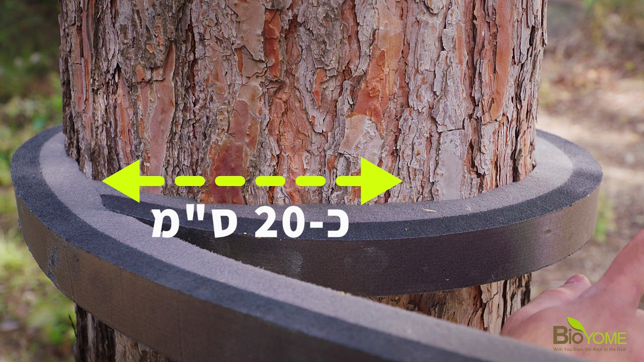 מלכודת תהלוכן האורן - ביו-יום