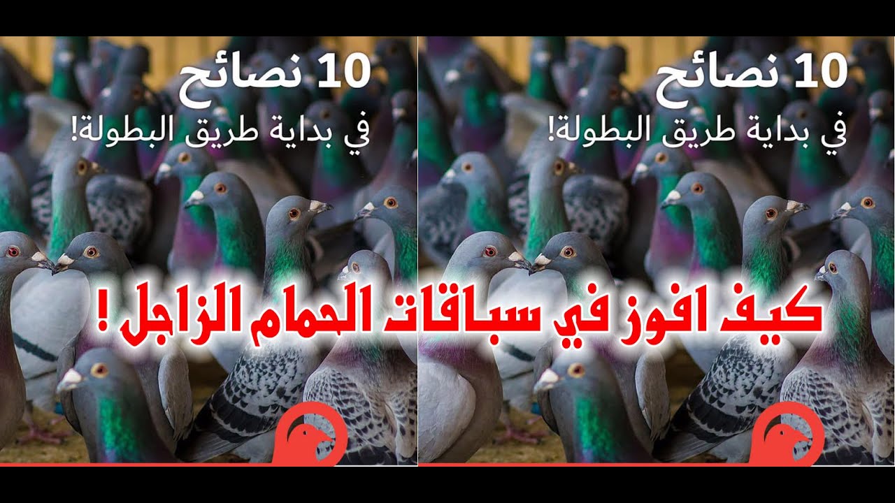 كيف افوز في سباقات الحمام الزاجل ؟  اهم 10 نصائح لكل مربي حمام زاجل  ويريد الفوز بالسباقات