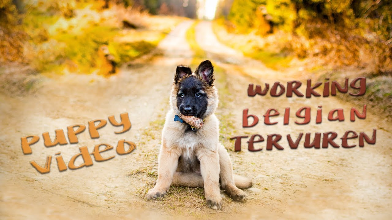 Rize - The Adventures of a Belgian Tervuren Puppy (7-12 weeks)