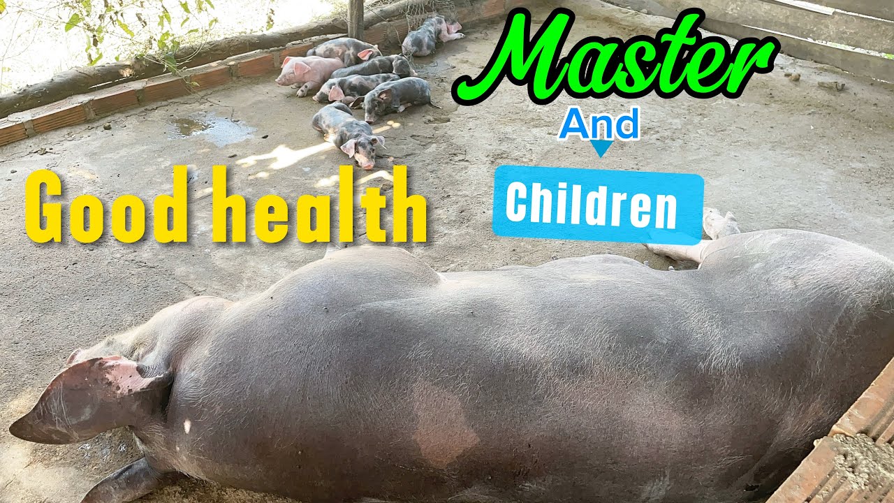 Good health my master pig and children.