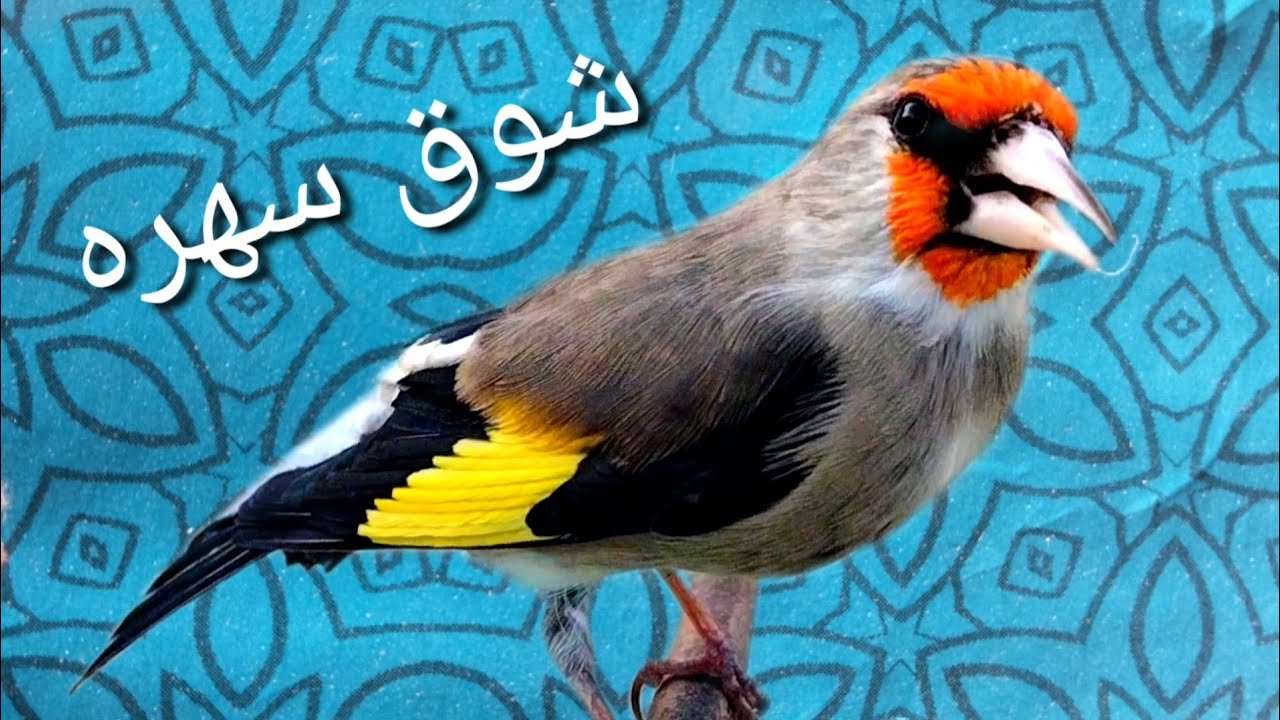 Gold Finch Singing / Afghanistan Gold In Parachinar / Kabul Bird Sounds