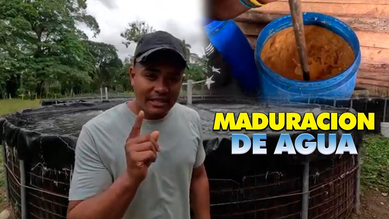 MADURACI&Oacute;N DE AGUA SISTEMA BIOFLOC #Acuicultura3jo #Tilapia