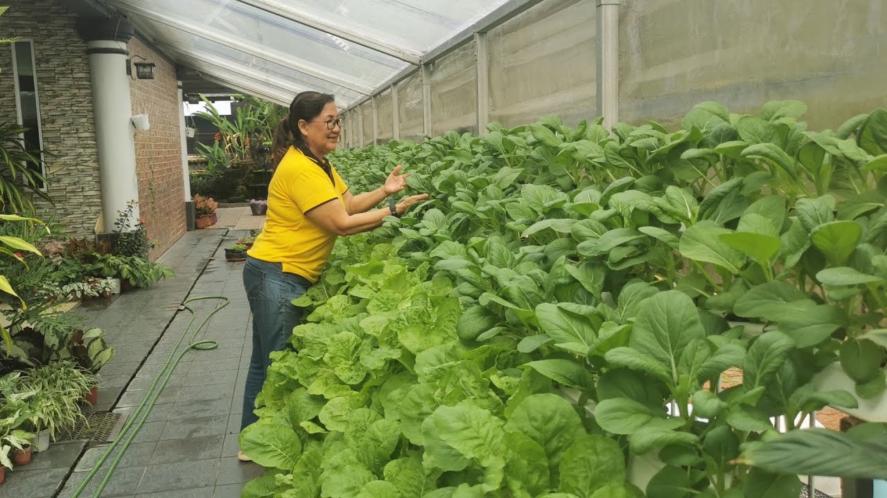 Kebun Sayur Halaman Rumah