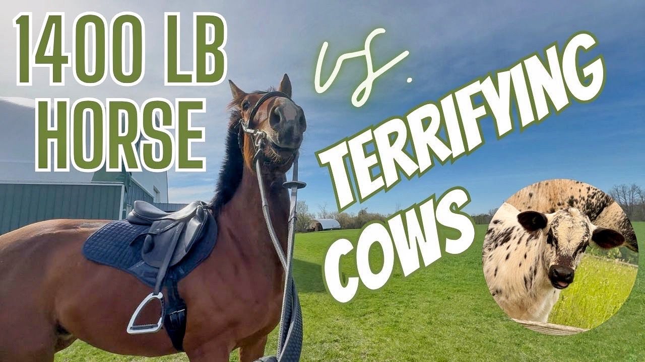 Merlin is TERRIFIED OF COWS: young horse's first jump course, working on our XC canter, and more 🌸