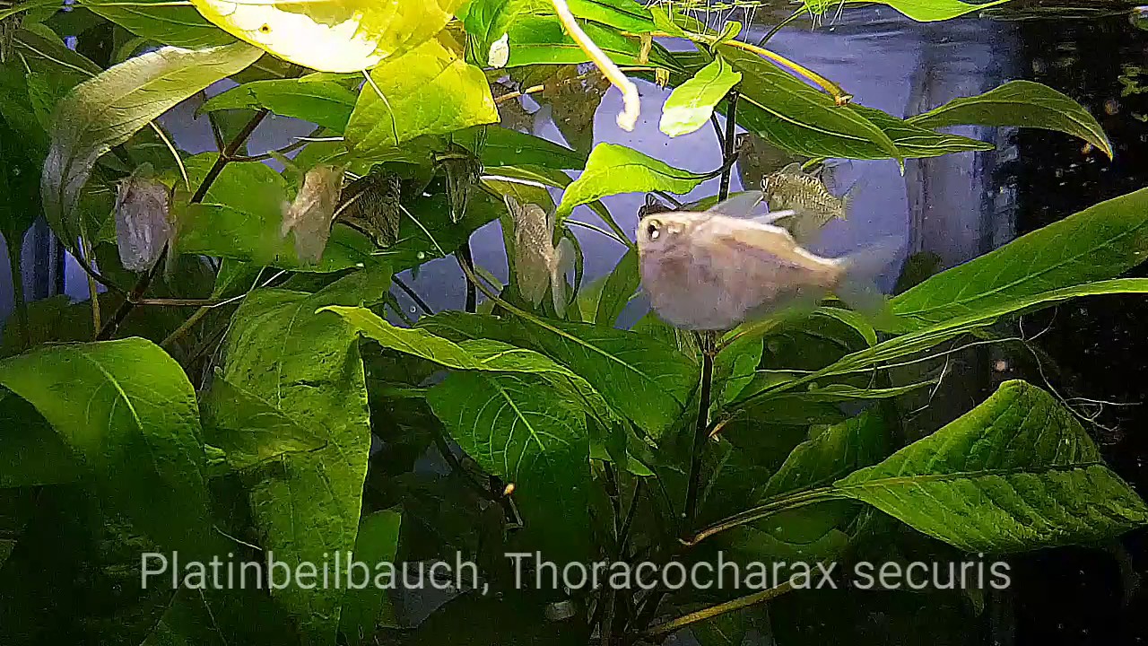 Platinbeilbauch, Thoracocharax securis - Shrimp-Visons