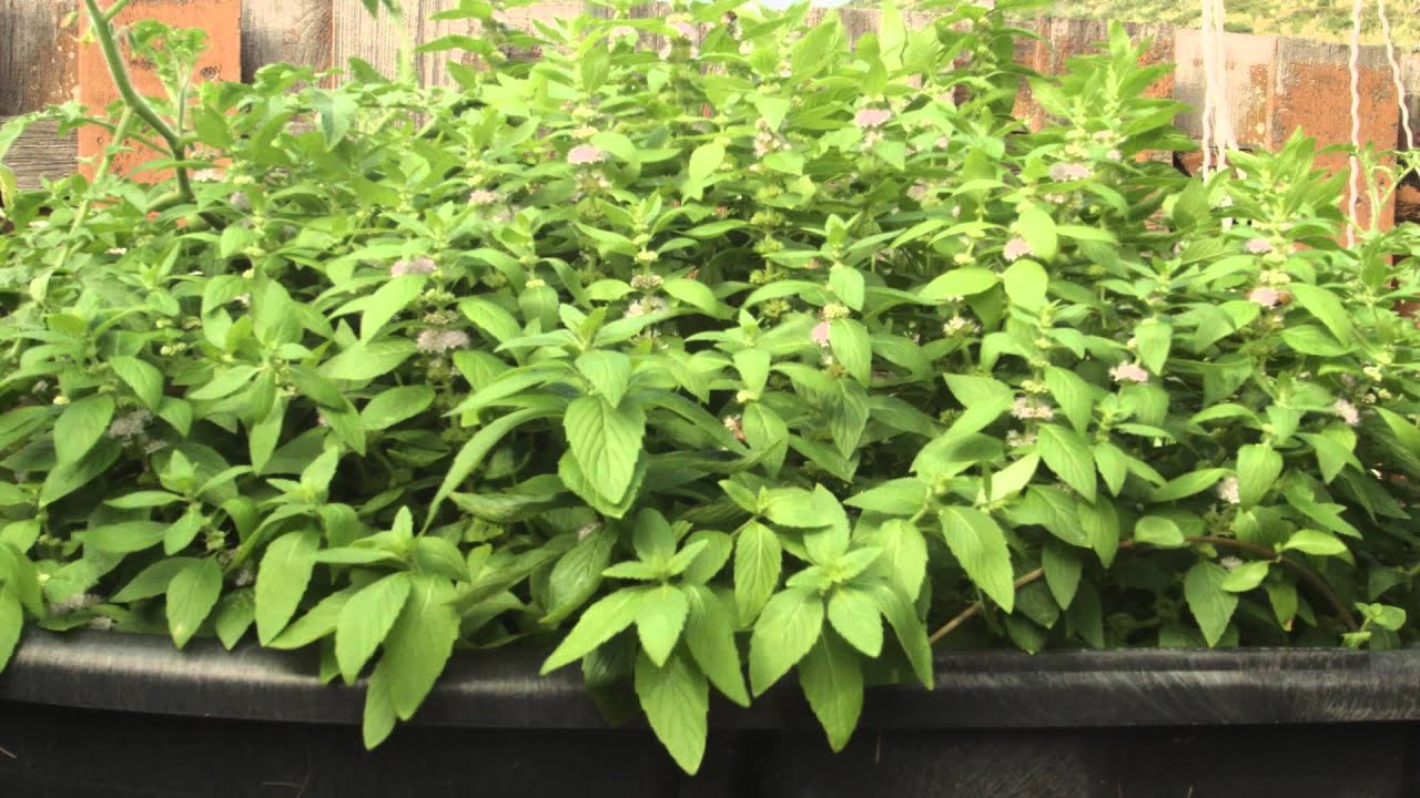 DNxHD Is A Viable Pro Res Equivalent