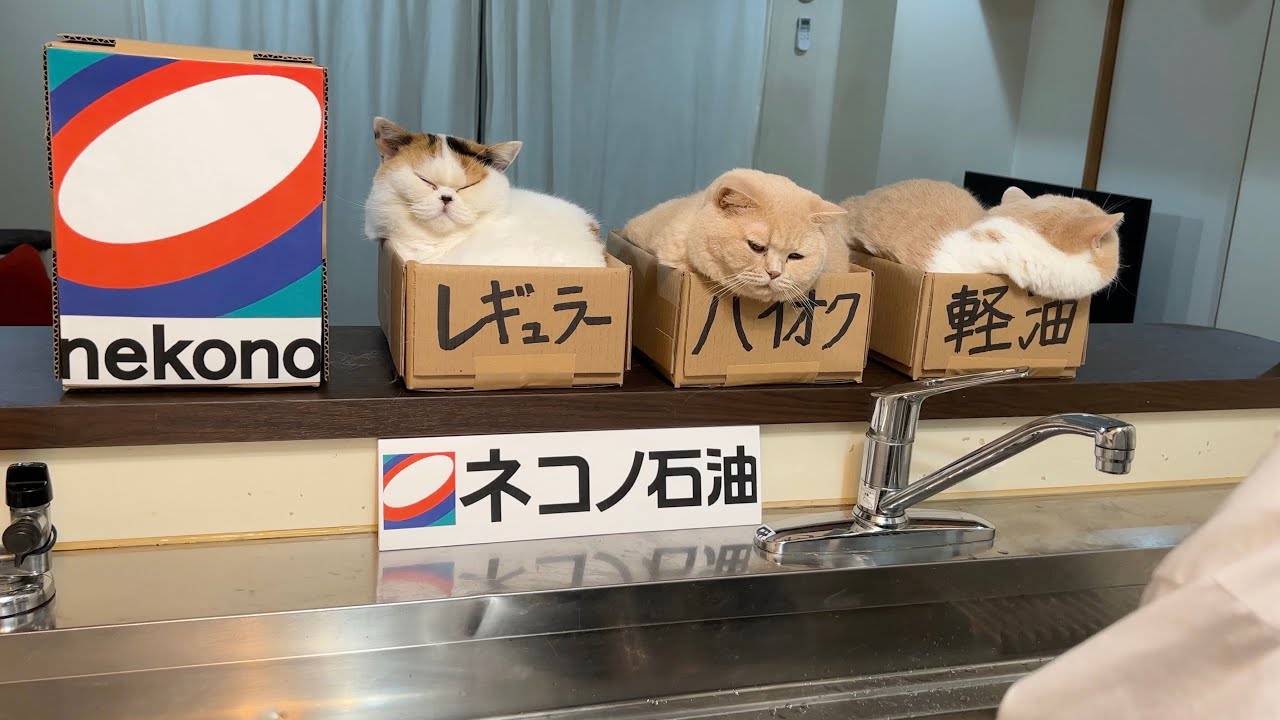 ネコノ石油はじめました