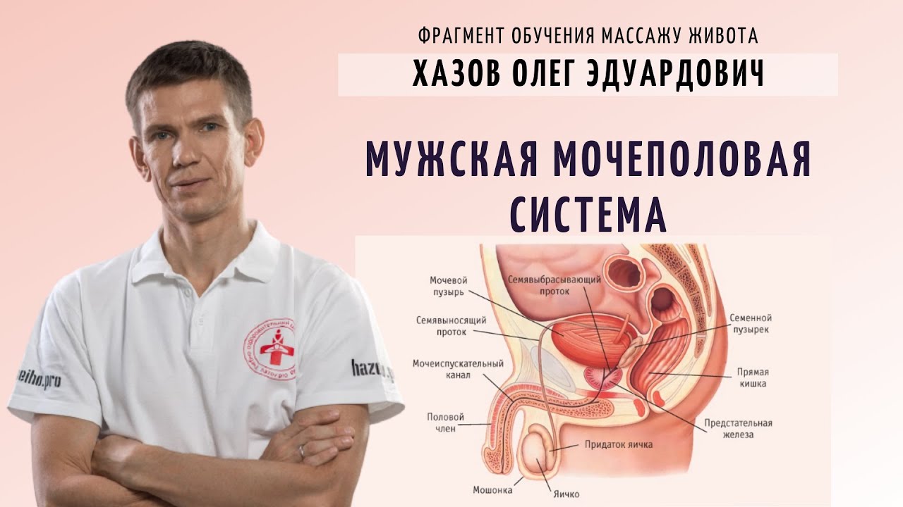 Мужская мочеполовая система. Массаж живота. Фрагмент обучения массажу живота.
