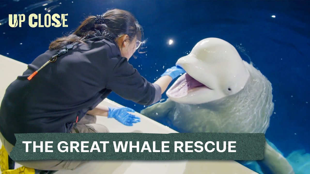 The Epic Voyage of Two Belugas | John Bishop's Great Whale Rescue Ep.2 | Up Close