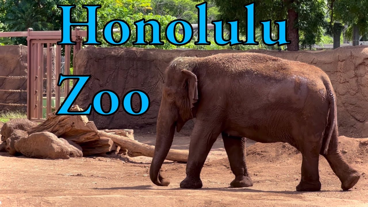 Honolulu Zoo | Waikiki, Hawaii | Virtual Tour | Bret Kilauea