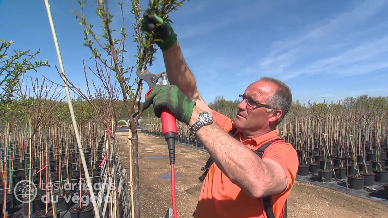 Comment bien tailler votre jeune arbre fruitier (pêcher, prunier, pommier) ? 🌳🍑🍏