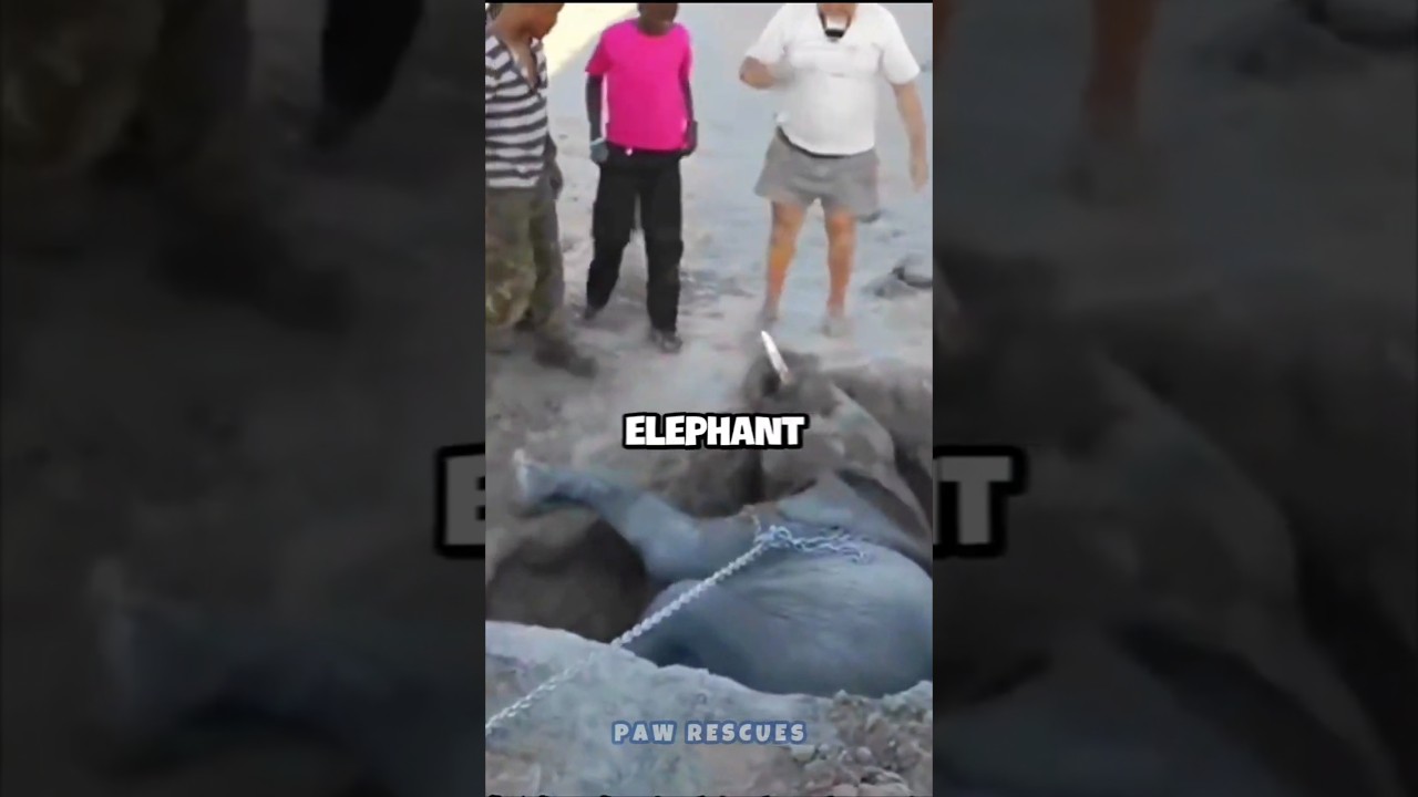 Rescuing a Stranded Elephant Severely Dehydrated - Fighting for Life #shorts #animals #animalrescue