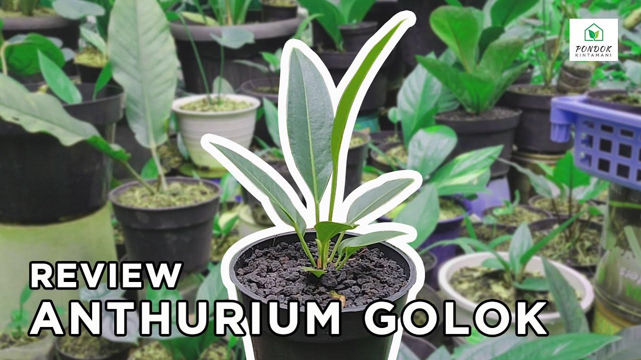 ANTHURIUM GOLOK || REVIEW TANAMAN, PERAWATAN DAN PENGEMBANGBIAKKAN ||