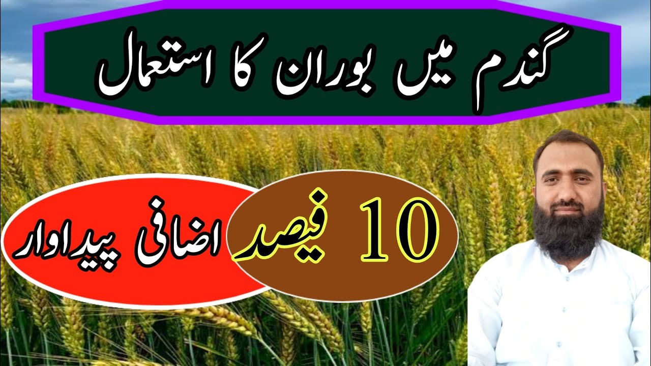 How to increase wheat yield by boron application || Bilal Kanju Official