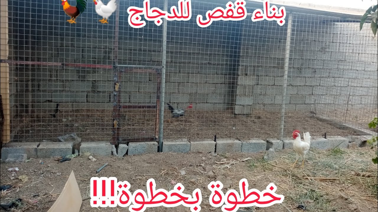 تربية الدجاج|كيفية بناء قفص للدجاج🐔🐓| #العراق