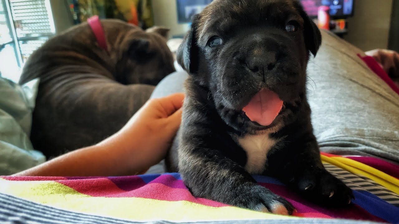 Pascal the 2 week old Cane Corso learning to play 🧸
