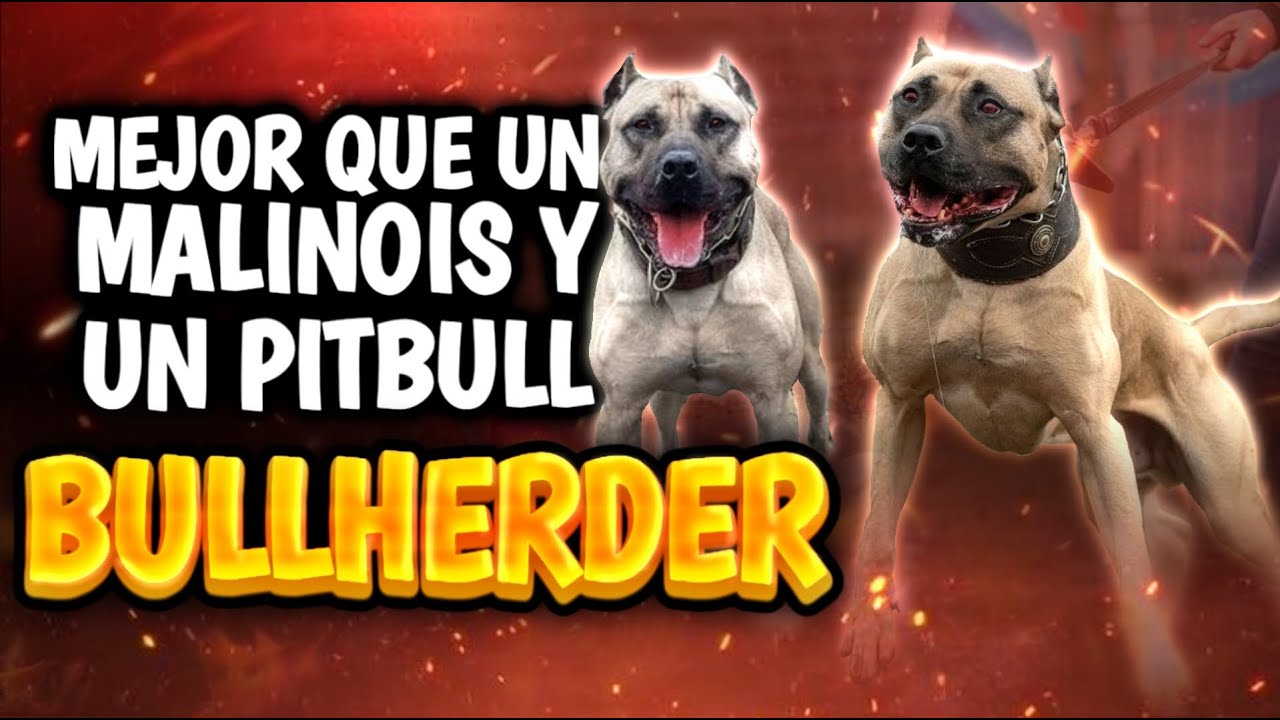 ¡Este híbrido HUMILLA a cualquier perro de trabajo! (Bullherder y Molossosherder)