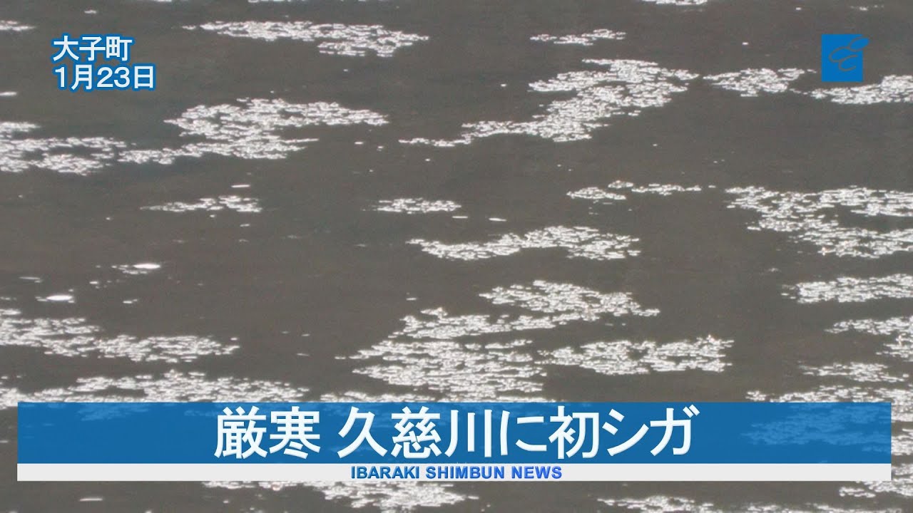 厳寒 久慈川に初シガ　大子