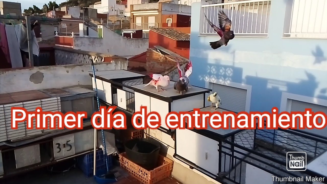 Primer día de entrenamiento... Palomos deportivos.. Cullera.. Valencia