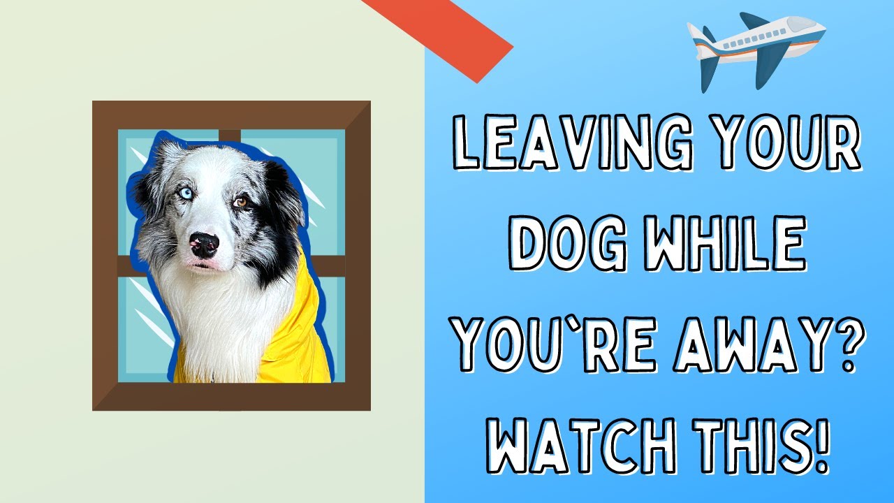What to Do With Your Dog While You&rsquo;re Away, and How to Prepare Them For Boarding / Sleepovers