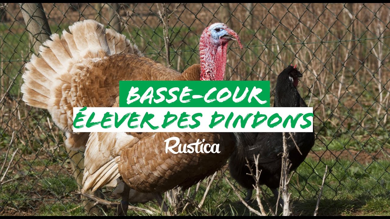 Le dindon, volaille méconnue de la basse-cour. Présentation & conseils pour élever dindes et dindons