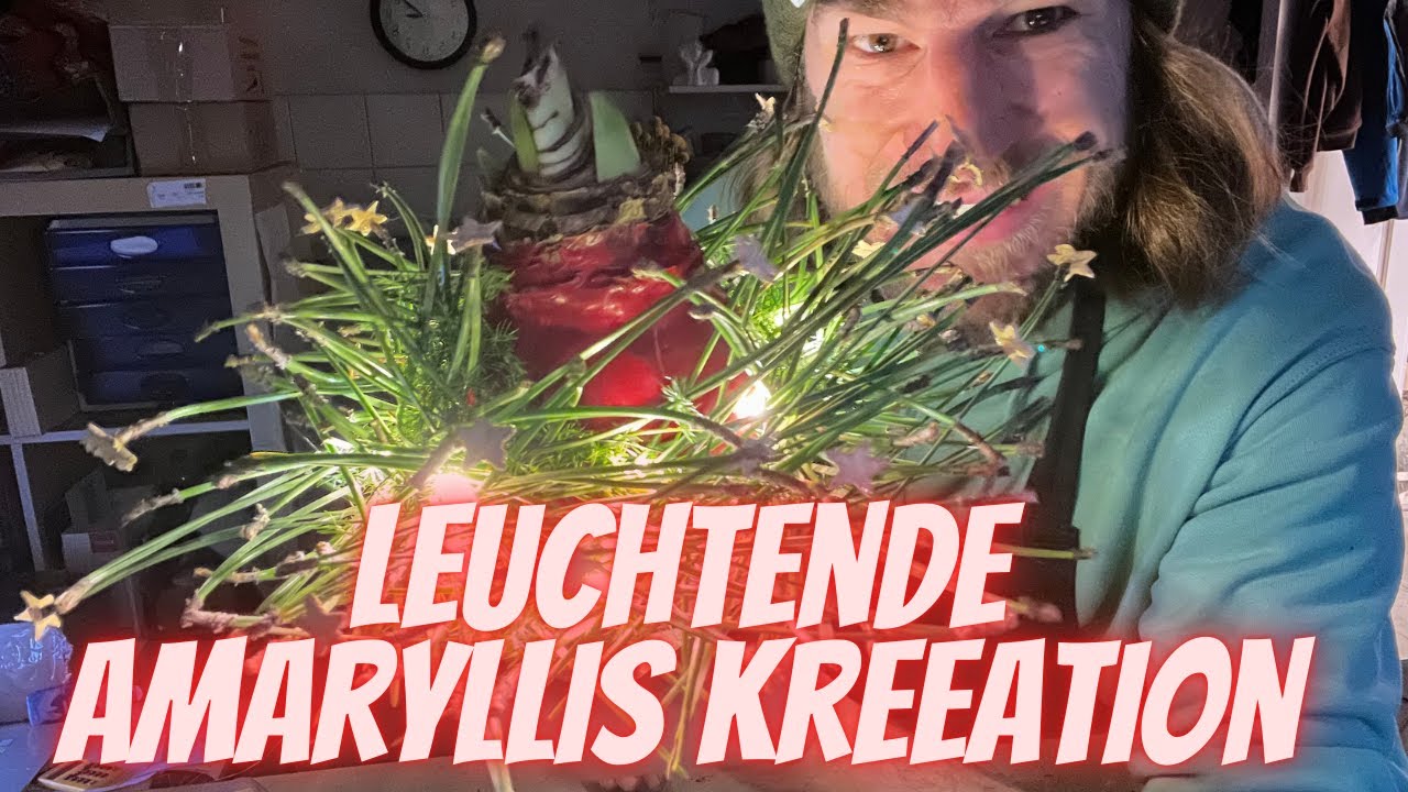 Leuchtende Amaryllis