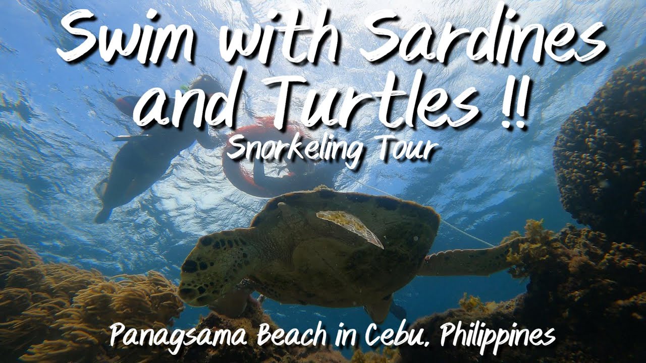 The Breathtaking Sardine Run and Sea Turtles at Panagsama Beach in Cebu Philippines Tour