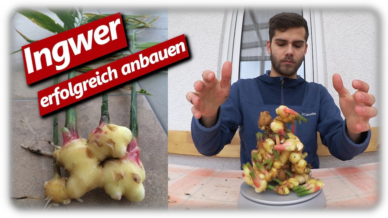 Ingwer erfolgreich anbauen | Anzucht bis Ernte in Deutschland