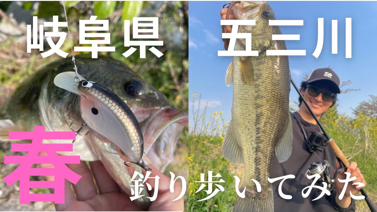 【初投稿】半日五三川を釣り歩いてみた！