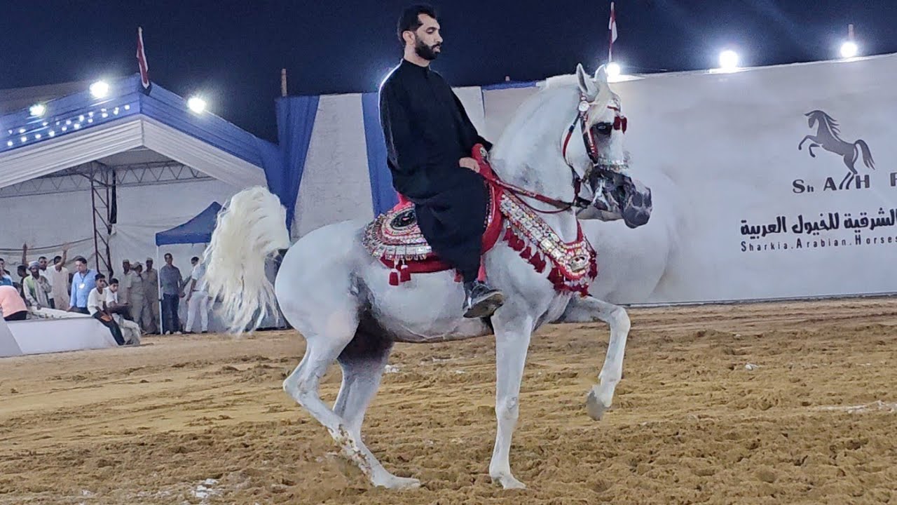زاخر ابوباشا و سيد البيطار مهرجان الشرقية لأدب الخيول العربية 2024