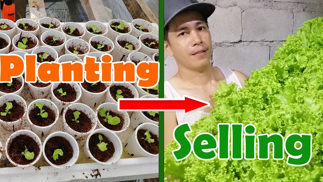 Hydroponic Lettuce For Beginner - From Planting To Selling / Freshly Harvested Lettuce