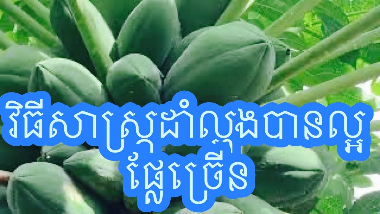 បទពិសោធន៍ដាំល្ហុងធំលឿន ផ្លែច្រើន របស់កសិករ ជួន ជន   #agriculturestomaches