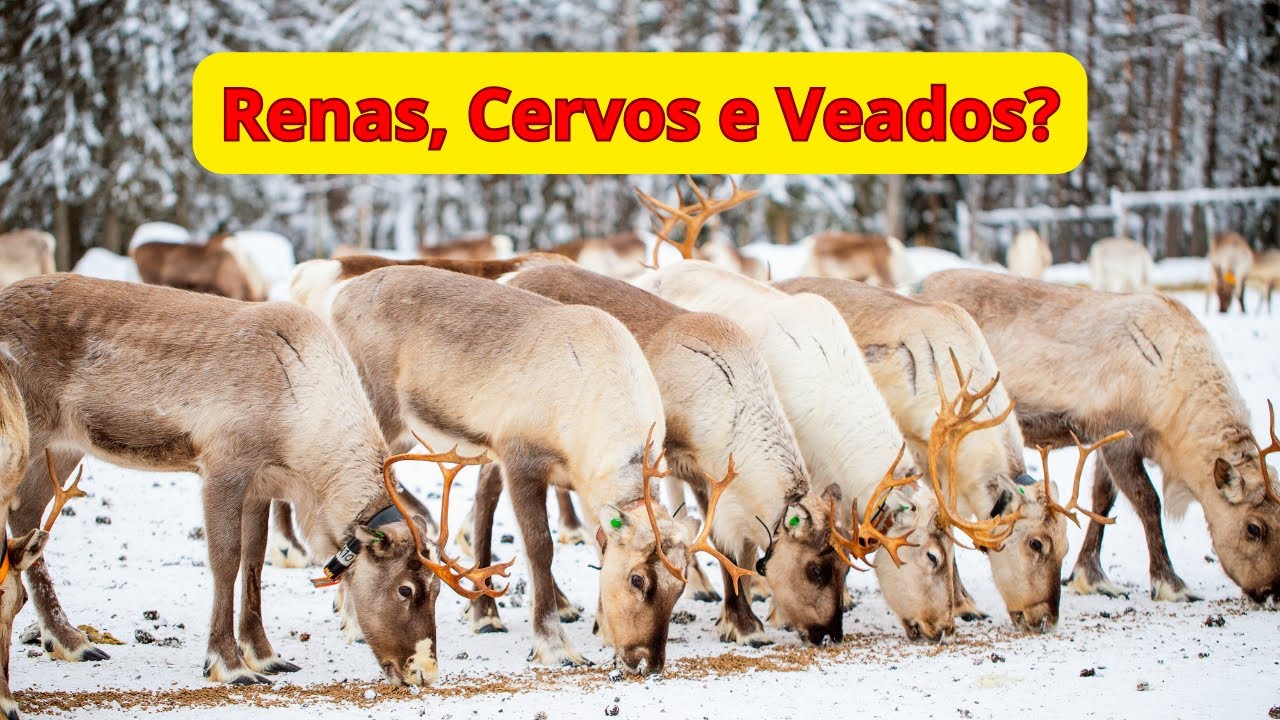 Difren&ccedil;a entre Renas, Cervos e Veados