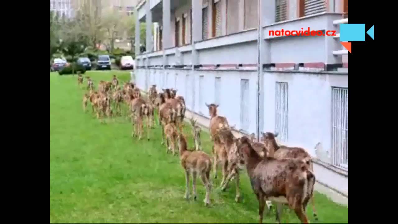 Mufloni v pražské Thomayerovi nemocnici