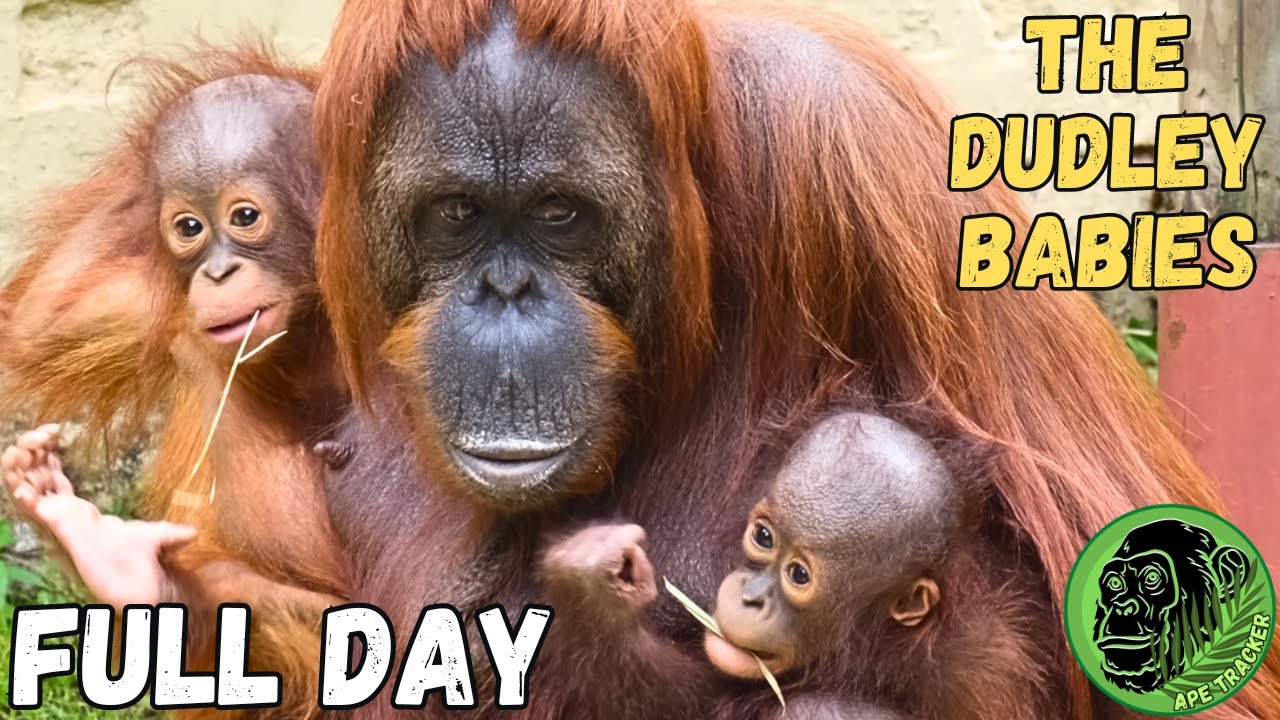 Full Day With The Baby Orangutans At Dudley Zoo
