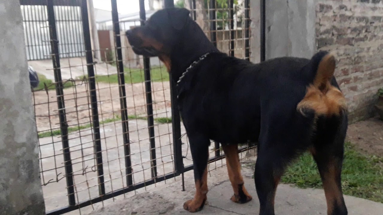 Rottweiler enojada