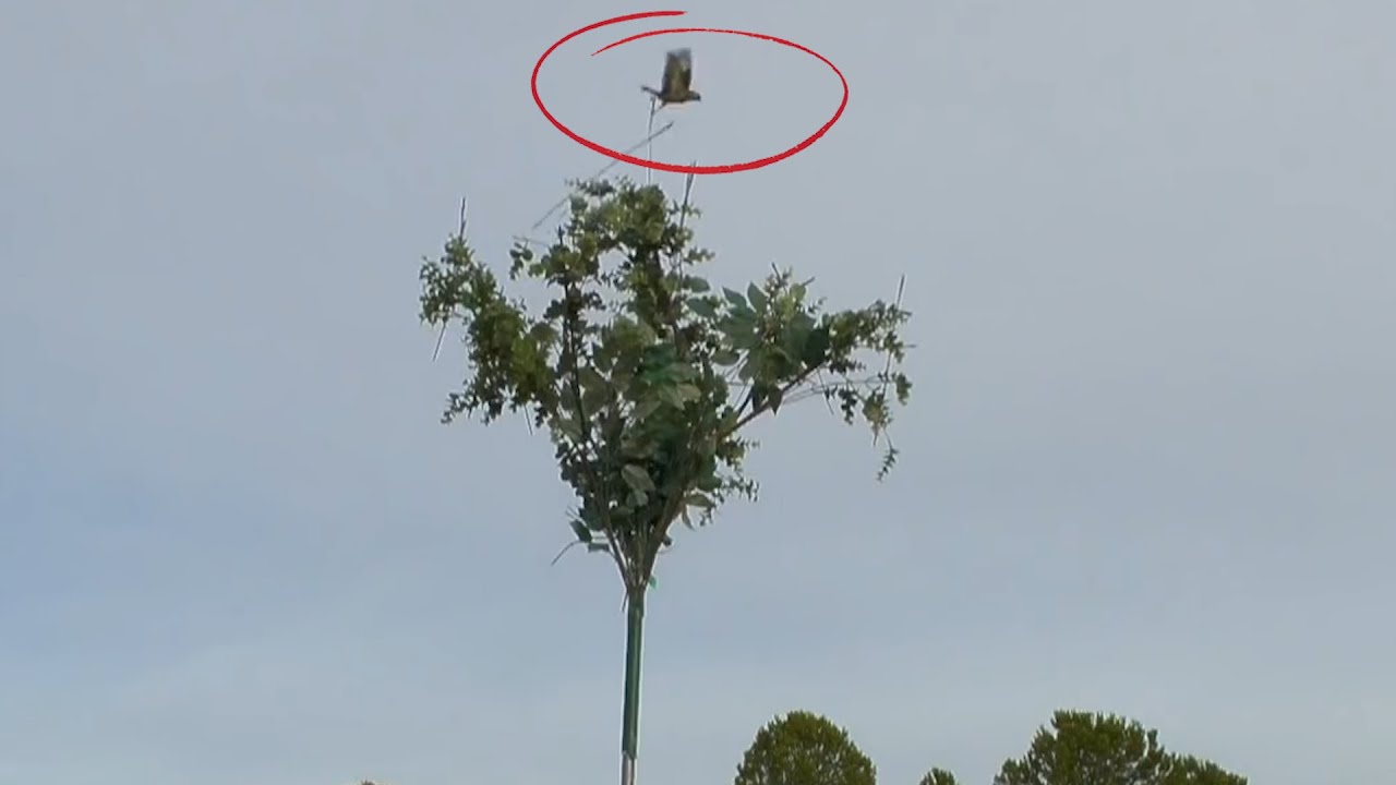 Chasse à la GLU dans un ARBRE (HD) CAPTURE d'oiseaux sauvages en détresse
