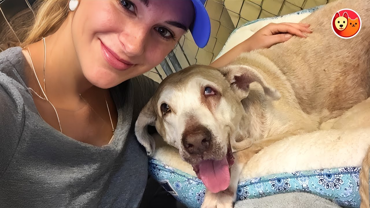 This Senior Dog Waited 7 Years in a Shelter — Until One Woman Saw His True Heart