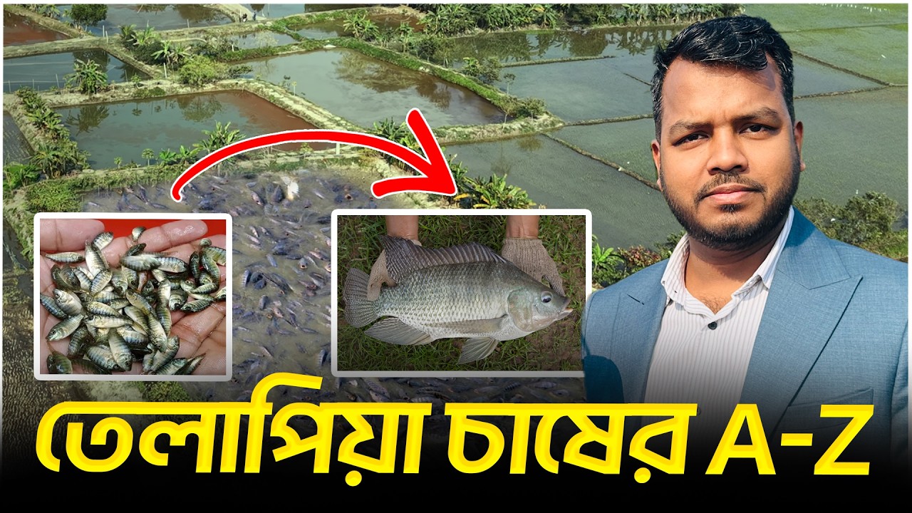তেলাপিয়া মাছ চাষের A-Z || Shakib AGRO || Monosex Tilapia Fish Farming