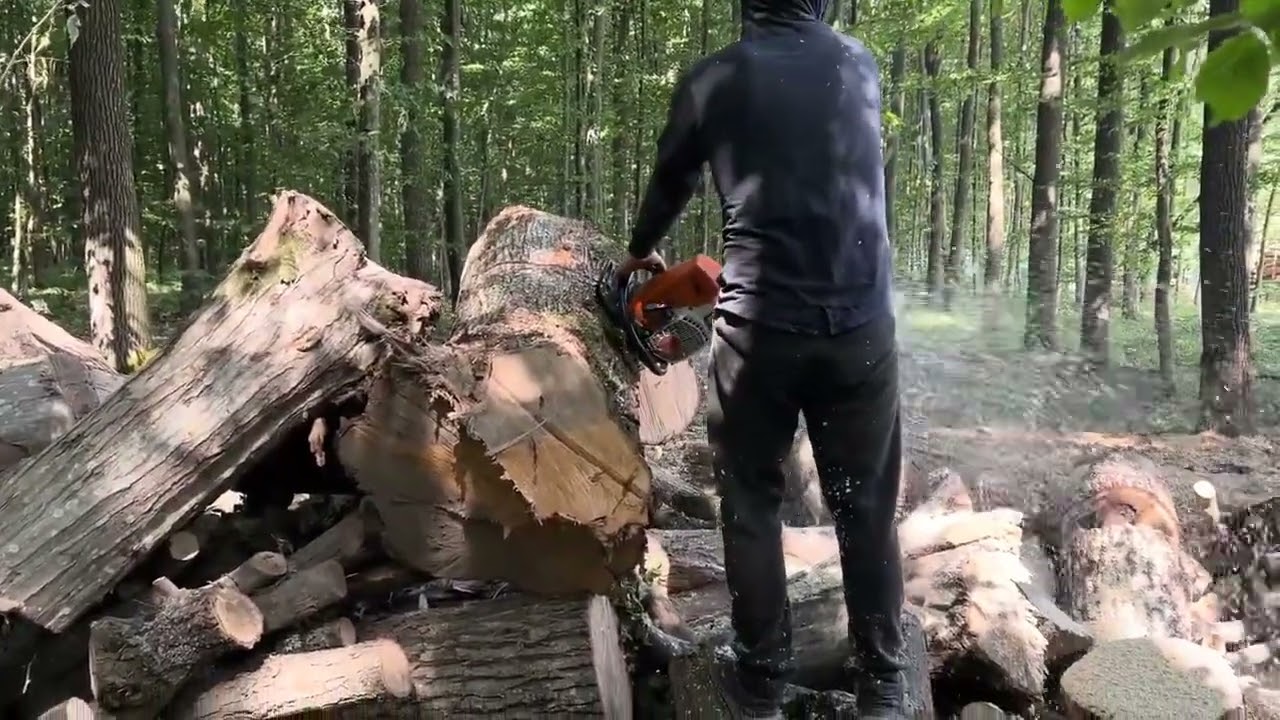 Real Logging Experience with STIHL MS 361 & 462