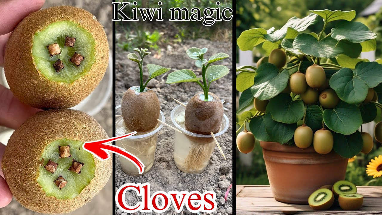How to grow kiwi trees with kiwi fruit | clove’s natural harmones for roots |