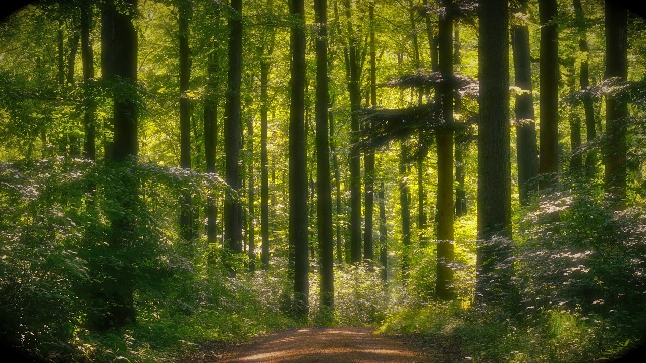 🌳 4K - Relaxing Nature Sounds For Stress Relief, Forest Sounds, Bird Song, No AI