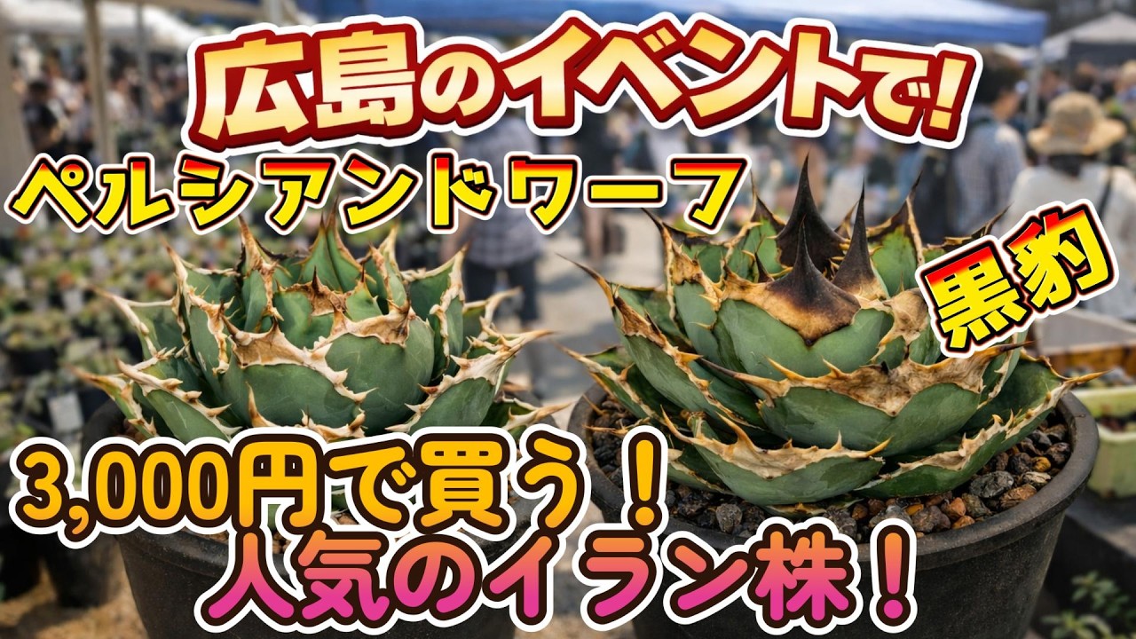 イラン株が破格の3000円！価格全部大公開！大人気のアガベネームド紹介！ペルシアンドワーフ アガベ チタノタ オテロイ ビザールプランツ 塊根 株 イベント agave 黒豹　イラン