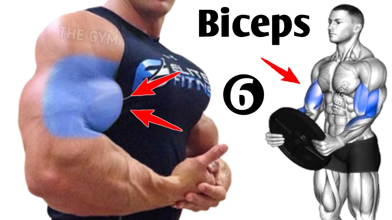 6 Gym Exercises to Build Massive Biceps Fast