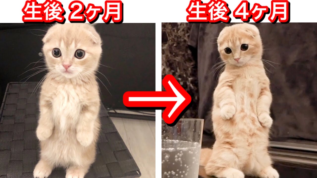 【生後２ヶ月〜４ヶ月】短足マンチカンの子猫の成長記録