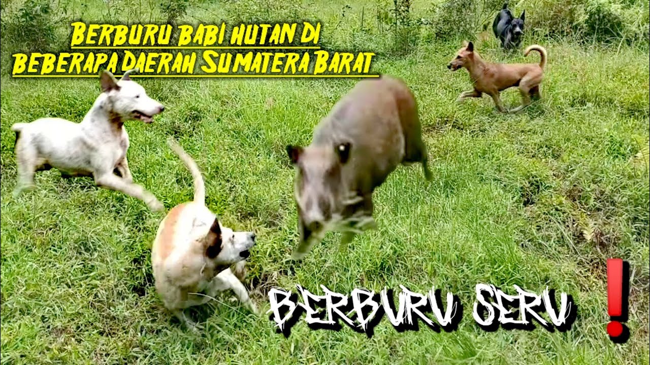 KOMPILASI VIDEO BERBURU BABI HUTAN DI SUMATERA BARAT | Wild Boar Hunting | Amazing |