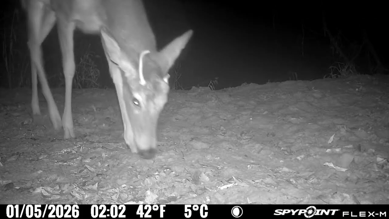 The Deer Can't Make Up Their Minds